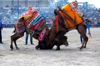 28. Geleneksel Atça Deve Güreşi Festivali
