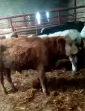 Çalınan İnekler 20 Gün Sonra Kayseri'de Bulundu