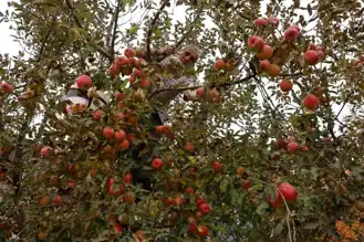 Dağlarda Elma Hasadı Rekor Kırdı!