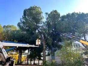 Aydın Atatürk Bulvarı'nda Budama Tamamlandı
