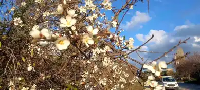 Aydın'da Badem Ağaçları Kışta Çiçek Açtı!