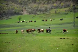 Aydın'da Mera Verimliliğini Artırma Projesi Başlıyor