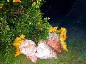 Aydın Kuyucak'ta Portakal Hırsızı Yakalandı