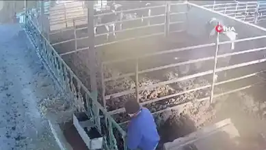 Boğa Saldırısı: Aydın'da Besici Ölümden Döndü