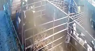 Boğa Saldırısından Son Anda Kurtuluş!