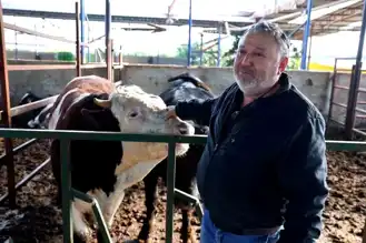 Söke'de Boğa Saldırısı: Ölümden Döndü!