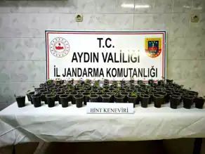 Didim'de 130 Saksı Hint Keneviri Ele Geçirildi