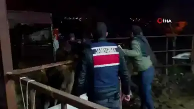 Aydın'da Hayvan Hırsızları 52 Saatte Yakalandı