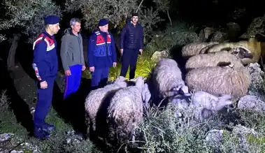 Aydın Germencik'te 16 Kayıp Hayvan Bulundu