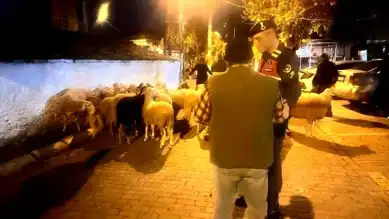 Aydın'da 21 Kayıp Koyun Bulundu!