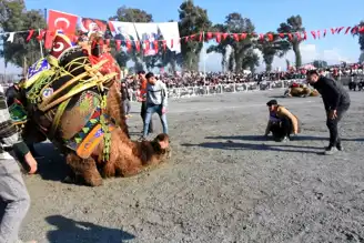 İncirliova'da 38. Deve Güreşleri Festivali