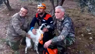 Uçurumdan Kurtarılan Av Köpeği