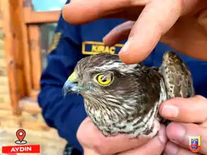Kuşadası'nda Yaralı Atmaca Kurtarıldı