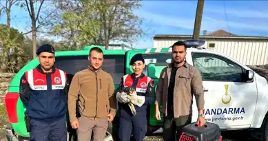 Çine'de Yaralı Kızıl Şahin Kurtarıldı