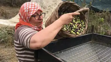 Zeytin Hasadı: 3 Bin TL Yevmiye Yetmiyor!