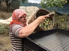 Zeytin Hasadında İşçi Bulma Sorunu