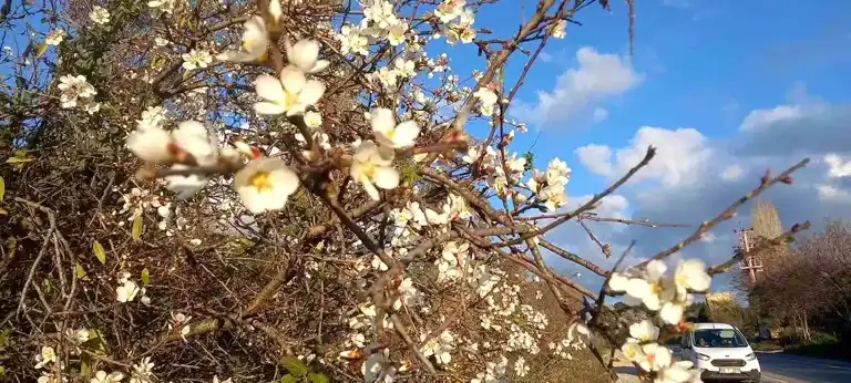 Aydın'da Badem Ağaçları Kışta Çiçek Açtı!