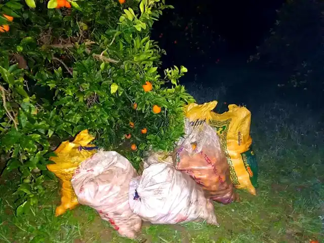 Aydın Kuyucak'ta Portakal Hırsızı Yakalandı