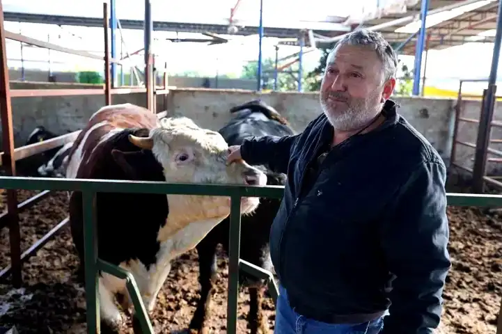 Söke'de Boğa Saldırısı: Ölümden Döndü!