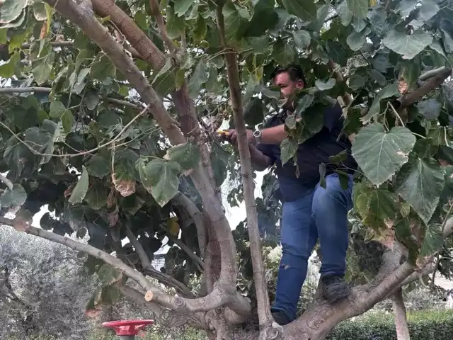 İlçede Ağaç Bakımı ve Budama Çalışmaları