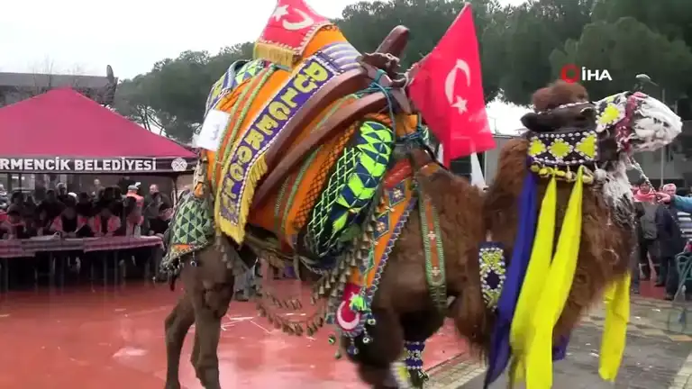 Germencik'te En Yakışıklı Deve Seçildi!