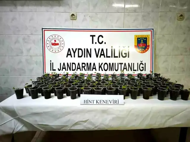 Didim'de 130 Saksı Hint Keneviri Ele Geçirildi