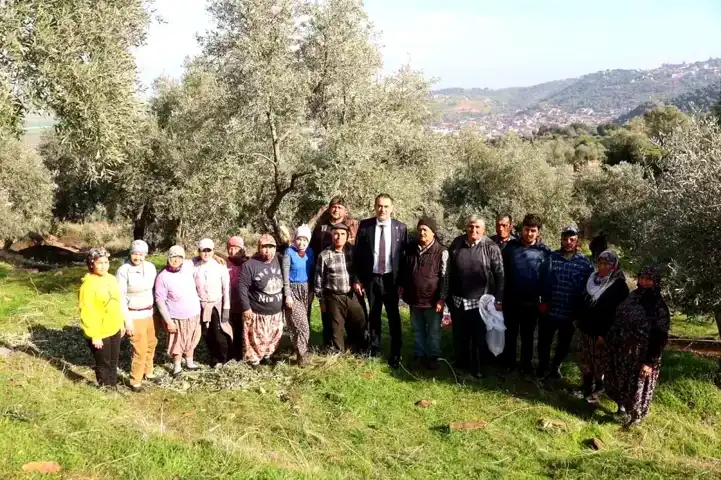Koçarlı Belediye Başkanı, Zeytin Hasadında Üreticilerle Buluştu