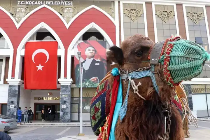 Koçarlı'da Geleneksel Deve Güreşi Festivali