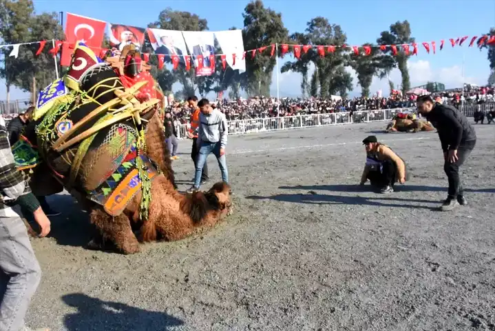 İncirliova'da 38. Deve Güreşleri Festivali