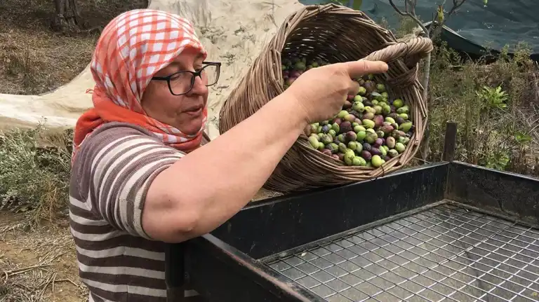 Zeytin Hasadı: 3 Bin TL Yevmiye Yetmiyor!