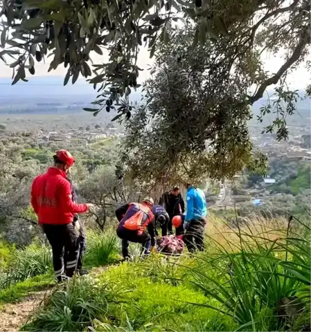 Zeytin Hasadı Kazası: Vatandaş Hastaneye Kaldırıldı